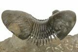 Flying Paralejurus Trilobite With Reedops - Atchana, Morocco #232853-5